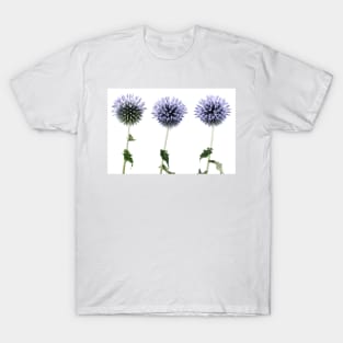 Echinops T-Shirt